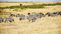 4-Day 3-Night Masai Mara Reserve Only Guided Safari