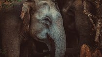 15-Day Tour in Sri Lanka with Private Driver