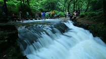 Half-Day Hangzhou Jiuxi Stream and Tea Plantation Experience