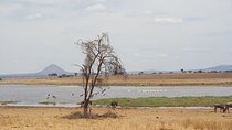 4-Day Shared Safari Tour with Complete Meals