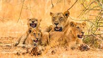 15-Day Wildlife Safari and Gorilla Trekking in Uganda