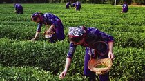 Hangzhou Tea Culture Experience with West Lake Cruise Option 