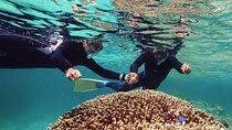 Dolphin Watching & Snorkeling
