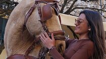 One-hour tour through the historic center and half Renaissance walls