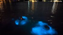 Private: Bioluminescence Tour