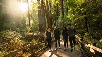 San Francisco to Muir Woods Shuttle