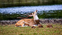 2 Day Tour to Minneriya & Wilpattu National Park From Colombo
