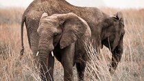 2 Days and 1 Night Mikumi Safari Private Tour