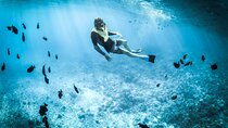3-Hr Private Snorkeling and Dolphin Watching Tour at Muscat