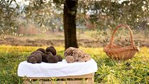 Private Truffle Hunting in Slovenia 