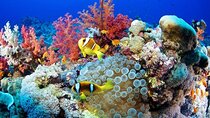  Full Day Snorkeling Tour in Marsa Alam