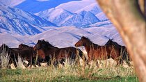 3-Day Nomadic Adventure: Turgen Falls, Assy Plateau & Glamping