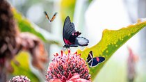 Houston Museum of Natural Science and Cockrell Butterfly Center
