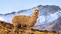 Vinicunca 7 Color Mountain Tour from Cusco