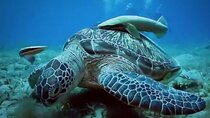 Swim with Turtles in Marsa Alam