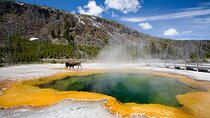 8-Day Tour in San Francisco, Yellowstone, Grand Canyon and Vegas 