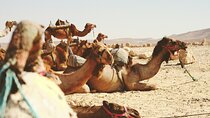 Travel To Jericho & Jordan River Half Day Tour From Jerusalem