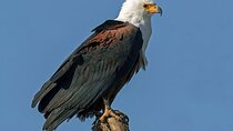 Bird Watching Tour To Nairobi National Park