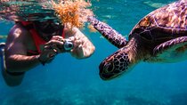 Sea turtle and cenotes half day Snorkeling Tour from Riviera Maya