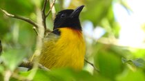 Birding South of Mexico