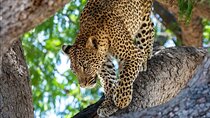 4-Day Private Lake Natron and Serengeti Wildlife Safari