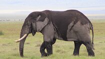  5-Days Private Tanzania Safari Tour