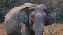 Taj Mahal with Wildlife SOS Elephant Conservation and Care Center