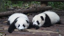 China Spree: 7-Day Tour of Beijing, Xi'an, Chengdu and Shanghai