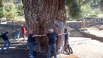 Custom Private Tenerife Volcano Car Tour