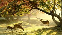 Nara Half-Day Bus Tour from Kyoto