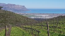Private Wine Tasting Tour in Constantia, Cape Town