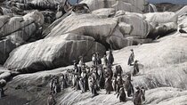 Private Valparaiso, Nautic Visit Penguins Island & Horse Riding