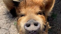 KuneKune Pig Farm Tour