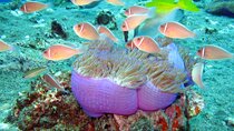 Koh Tao VIP Snorkelling Tour 