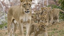 3 Days Northern Circuit Safari 