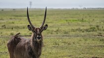  4 Days Safari to Tarangire, Serengeti and Ngorongoro