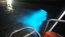 Night Excursion Experience at Luminous Lagoon 