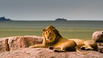 5 Days Adventure Safari Private Tour In Ngorongoro and Serengeti