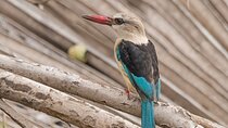4-Days Private Tour in Nyerere National Park-Selous Game Reserve 