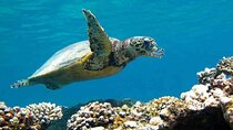 Over Day To Abu Dabbab Beach Marsa Alam With Lunch - Hurghada