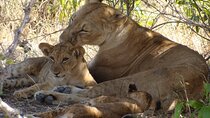 5-Days Private Safari Tour in Mikumi and Nyerere National Park