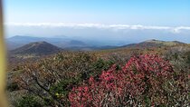 jeju island Private Taxi Hallasan Hiking Trail Transfer - One way