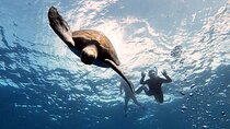 Snorkeling excursion in the Rayas and Turtles Zone