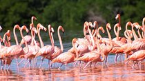 Pink Lake Lagoon and Rio Lagartos Tour from Cancun