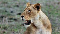 3 Days Mara Jambo Shared Safari Adventure