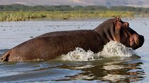 5 Days Masai Mara, Lake Nakuru & Naivasha Budget Joining Safari