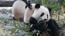 Chengdu Getaway: Private 2-Day Tour from Beijing