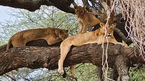 From Arusha: 11 days The Classics Northern Tanzania safari