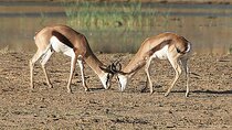 Aquila Big 5 Safari with Wine & Cheese Tasting from Cape Town