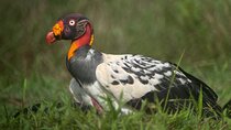 Esquipulas Rainforest - Private Birding - Fully Customizable Tour
